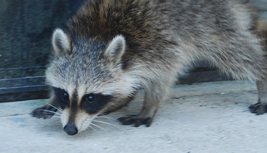 Raccoon Removal in Tipton