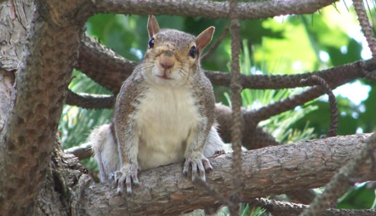 Squirrel Removal in Tipton